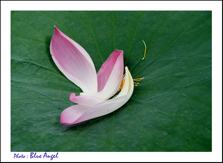 Ăn nói có mức độ