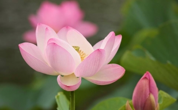 Không phải cái gì lóng lánh cũng là vàng