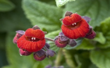 Tác hại của khẩu nghiệp bất thiện