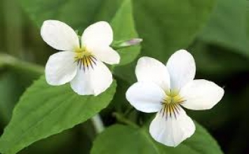 Không hỏi đúng sai, chỉ cần tự hỏi lòng không thấy hổ thẹn