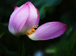 Học làm người khiêm tốn