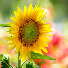 Khó khăn là lẽ thường tình trong cuộc đời