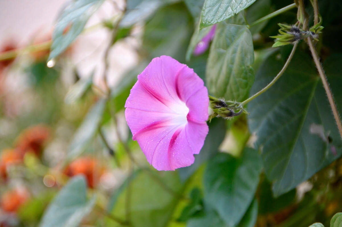 Buông bỏ mới là sự kiên cường chân chính nhất