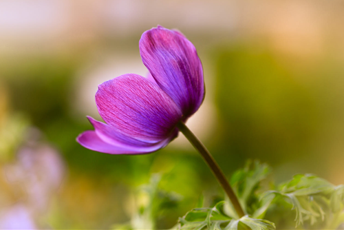 Hạnh phúc không bao giờ đến với người không biết quý trọng những gì mình có