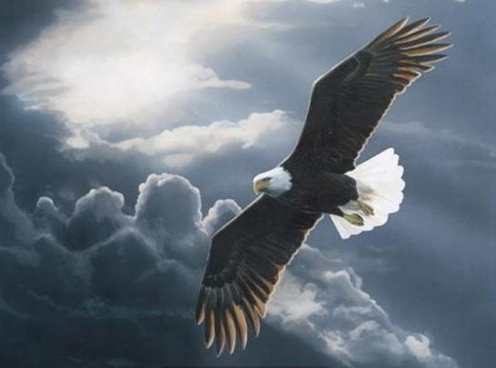 Đại Bàng chuẩn bị cho tuổi già …