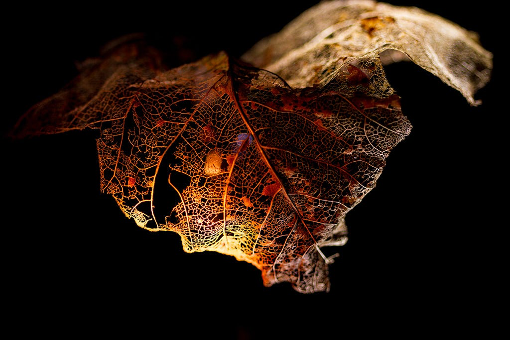 Nên tùy duyên với xác thân tứ đại