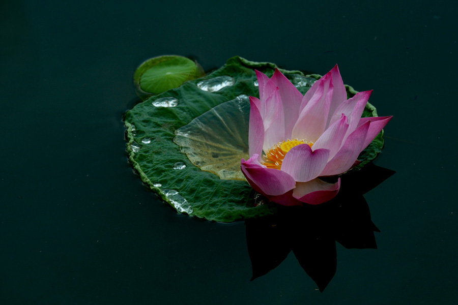 Không gì vượt ngoài luật nhân quả