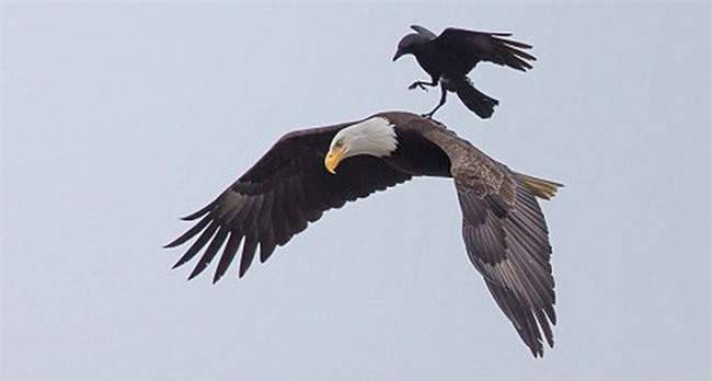 Chỉ bằng một mẹo nhỏ, chim sẻ đã “hạ gục” đại bàng