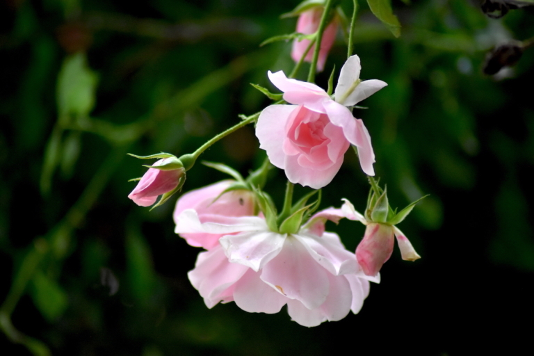 Buồn phiền vì vô minh