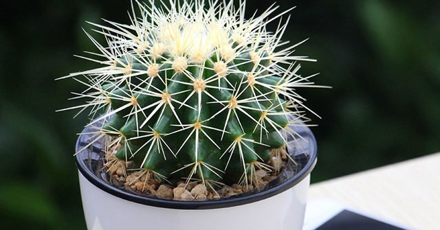 Mỗi chúng ta là một bản chính