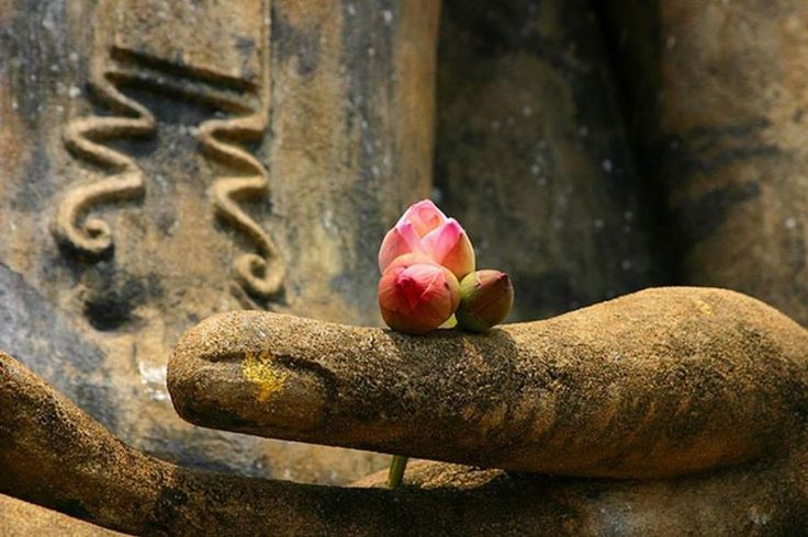 Bốn chân lý về hạnh phúc thực sự đức Phật đã dạy