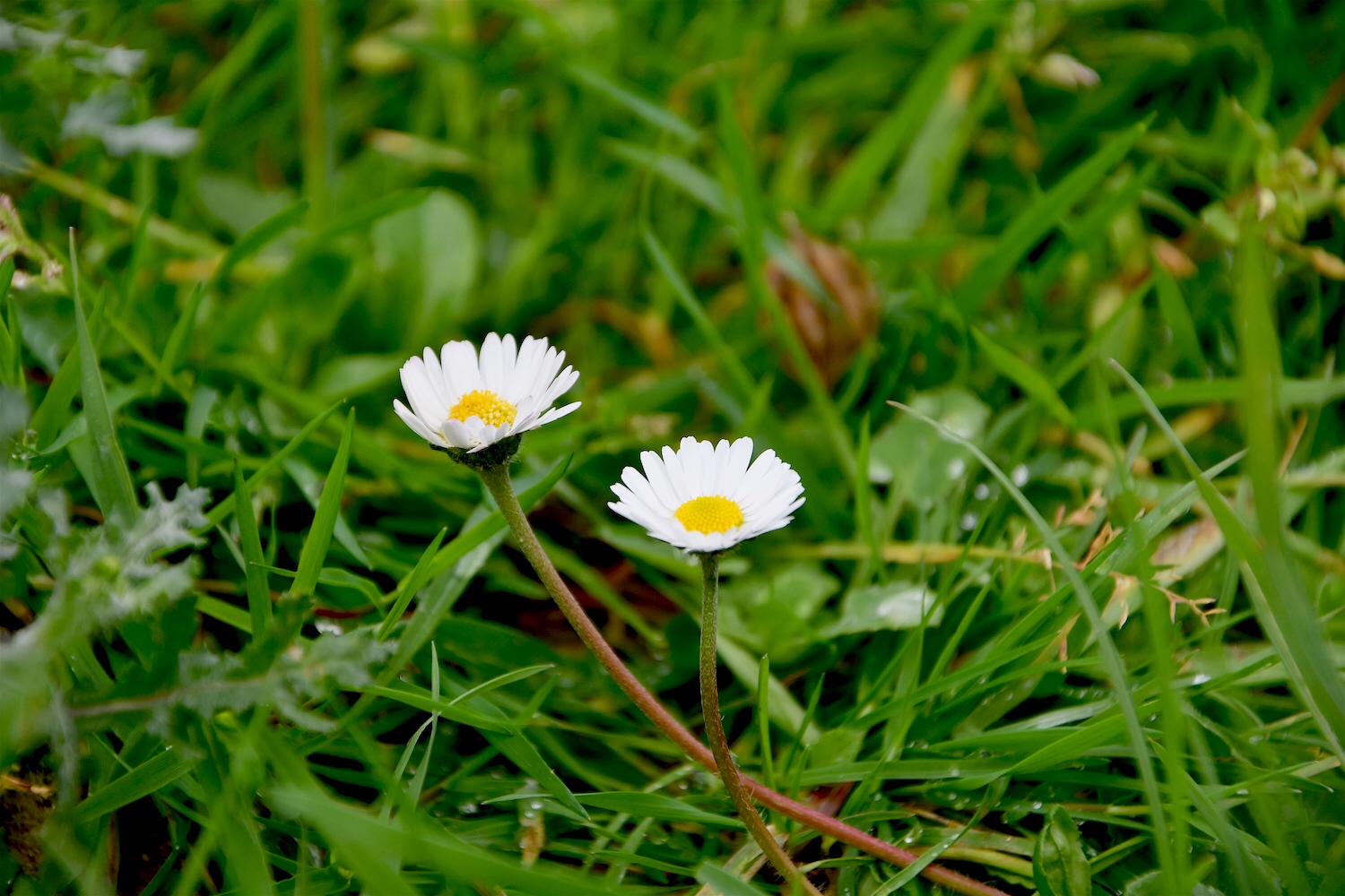 Làm người, ba không cãi