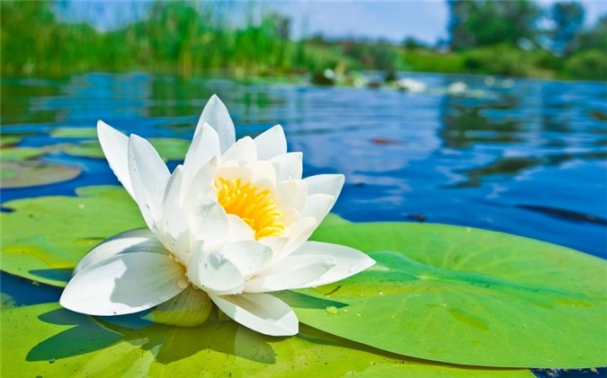 Khúc củi trên dòng kênh