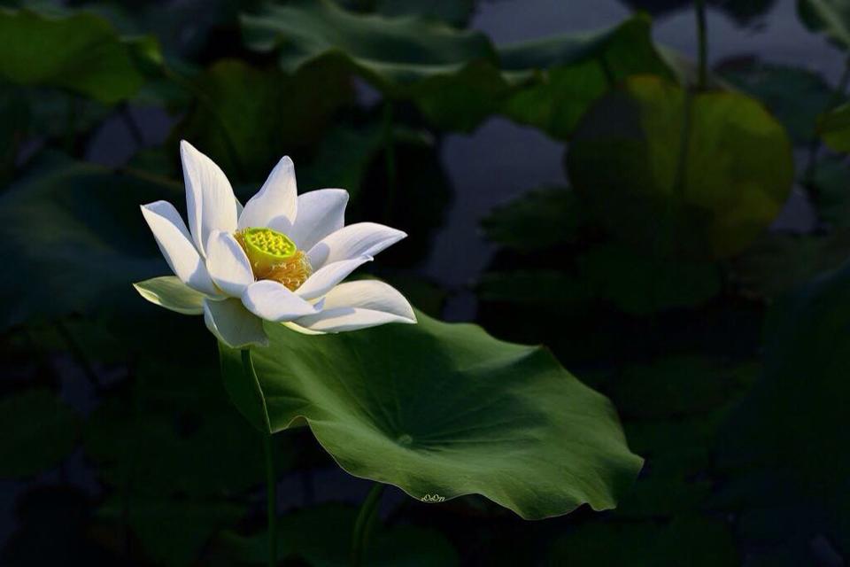 Oán trách là một thứ thuốc độc