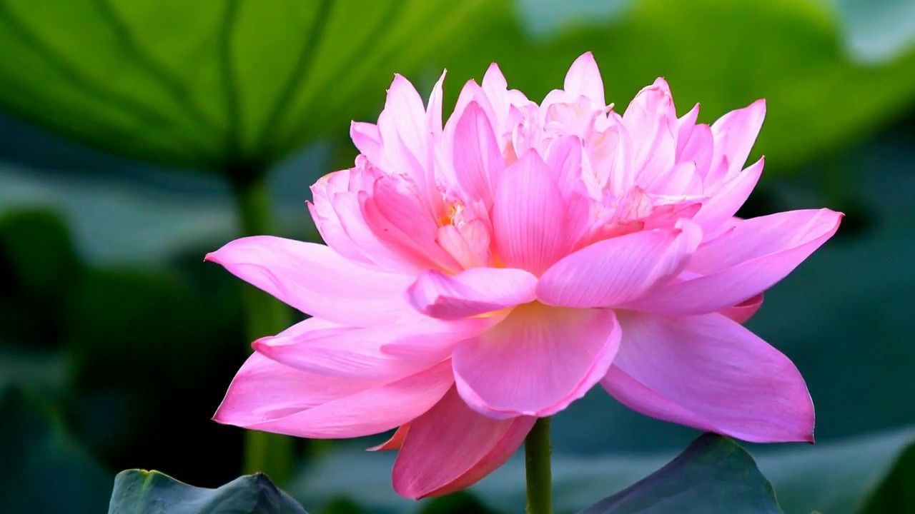 Tinh thần tu hành của người Phật tử đối với đạo lý Phật dạy qua con đường Thiền