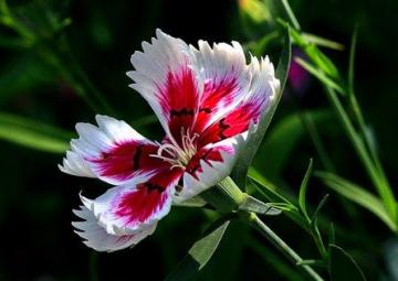 Chớ nên sống xa xỉ