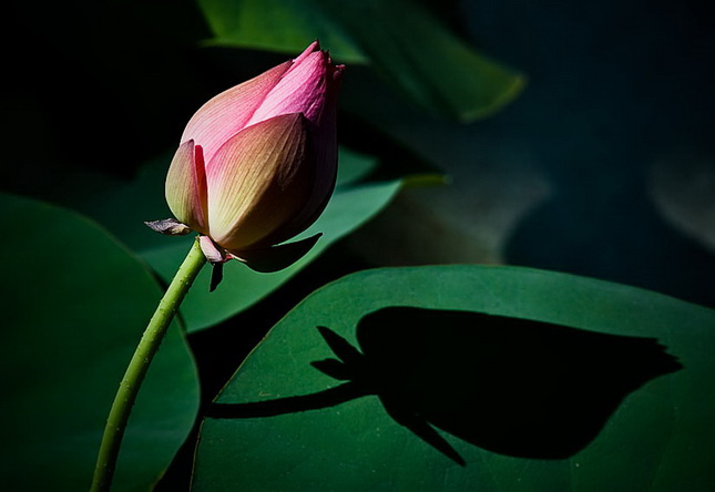 Trong họa có phúc