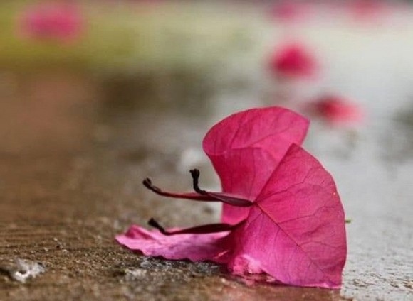 Làm người thông minh không hề dễ dàng, nhưng làm người sống hồ đồ mới càng khó hơn