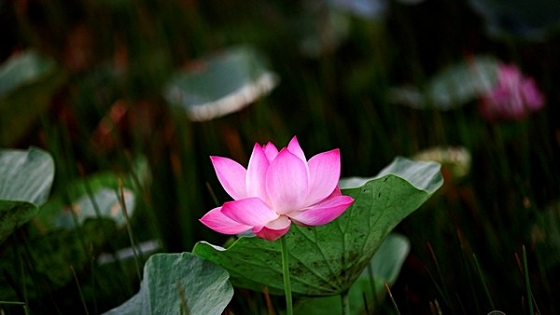 Nguồn gốc của hạnh phúc và may mắn, chỉ nằm ở một chữ "tâm"