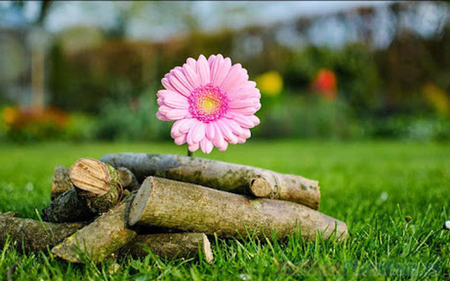 Học làm người ôn hòa