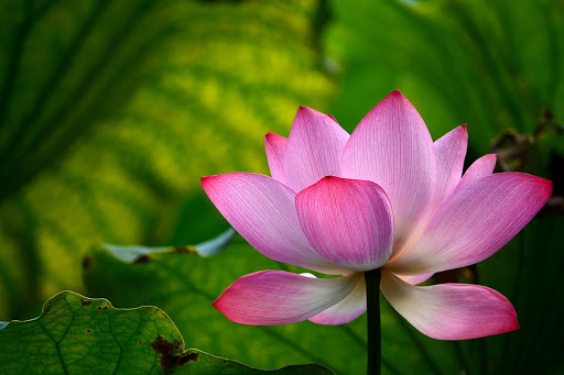 Giữa người với người, điều quan trọng nhất chính là chân thành.