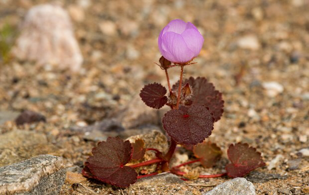 Những bông hoa dại