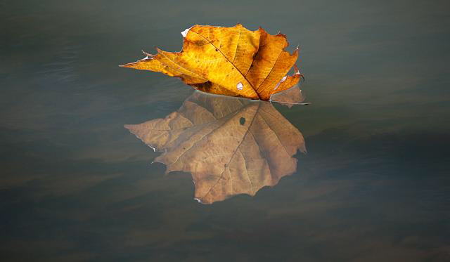 Hiện tượng con ếch