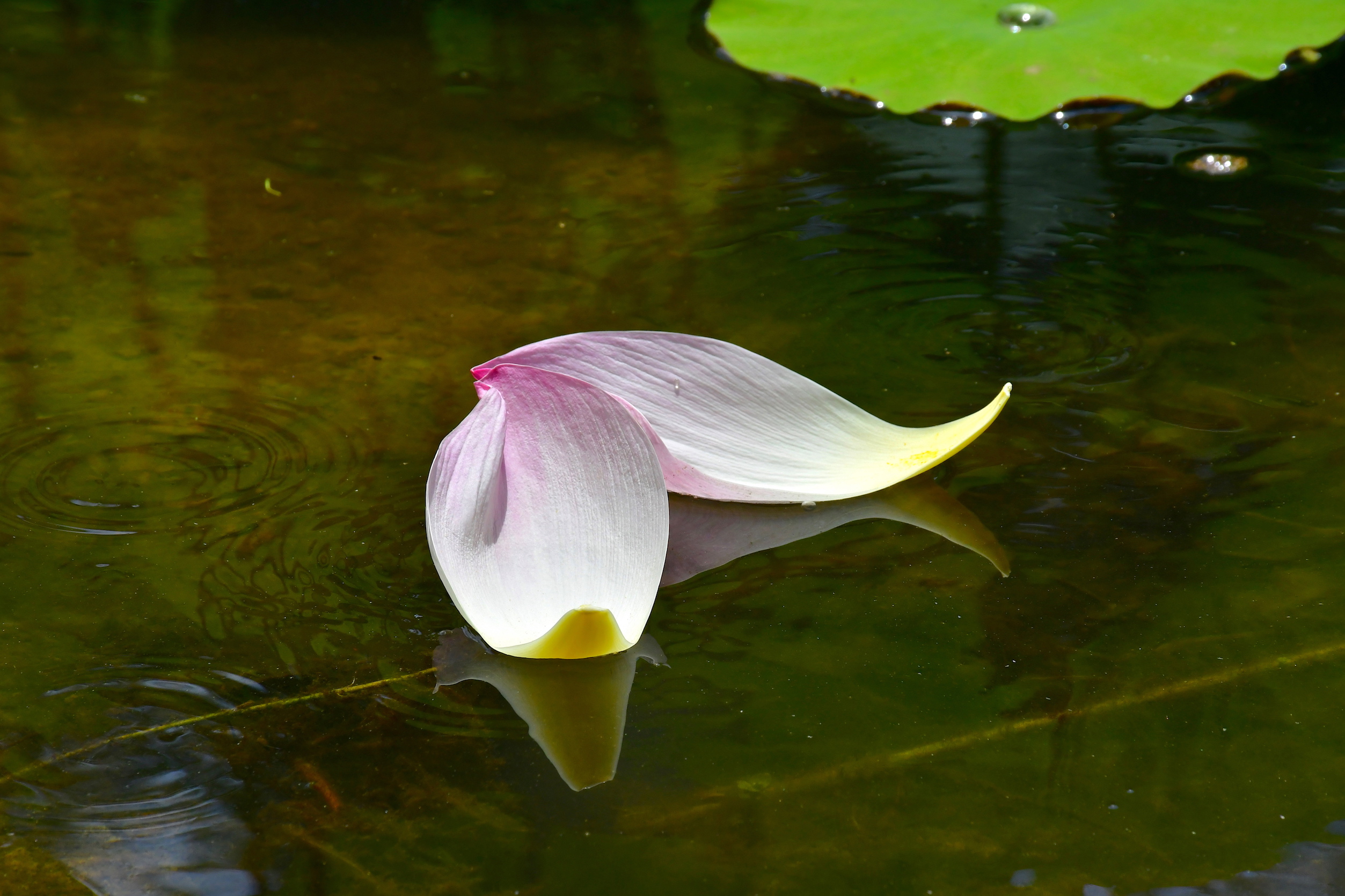 Trân quý hiện tại