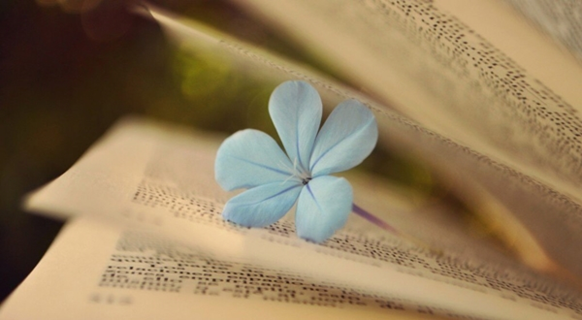 Báo ứng hiện đời: Nhân nào quả nấy