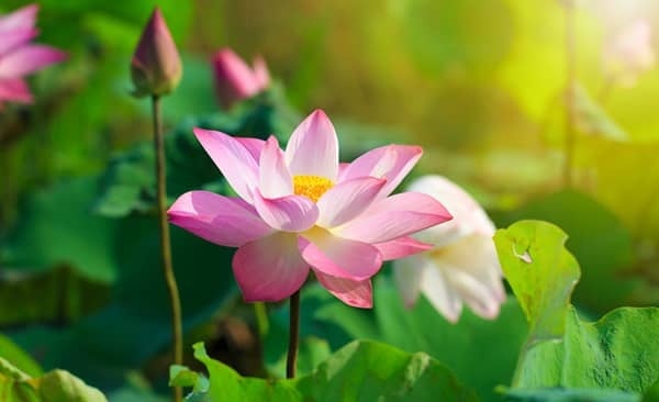 Đời không phụ người tử tế