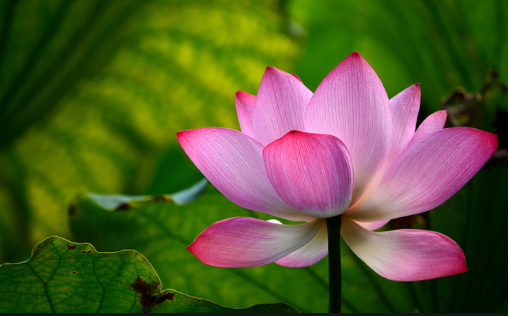 Người thích sĩ diện