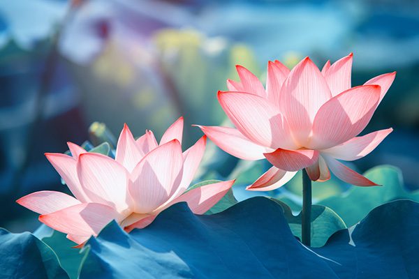 Làm người không được quá thông minh