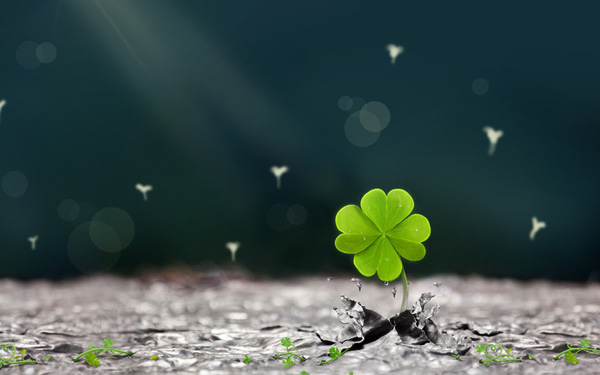 Kiên cường như hoa dại