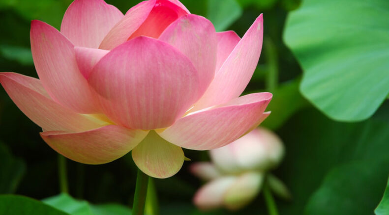 Kẻ tham lam vô độ sẽ đánh mất nhiều cơ hội trong đời