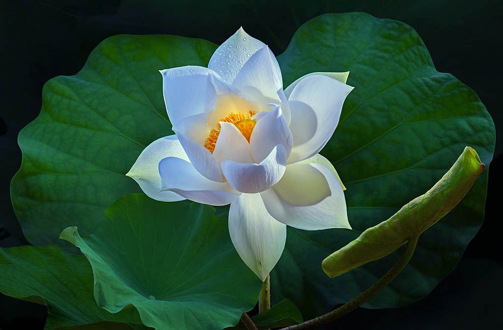 Gặp chuyện, không trách cứ là người cao thượng