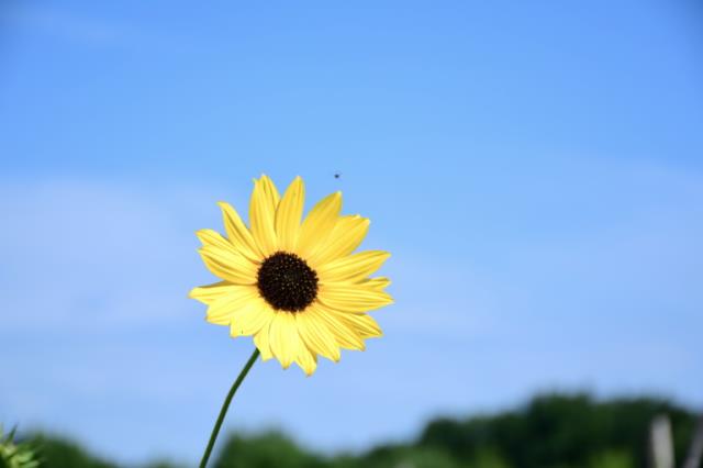 Câu chuyện bán cái giếng