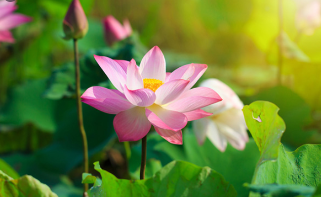 Nghệ thuật ứng xử