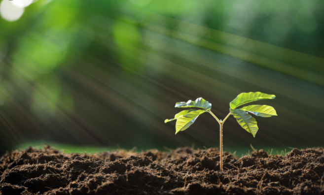 Trở về cát bụi