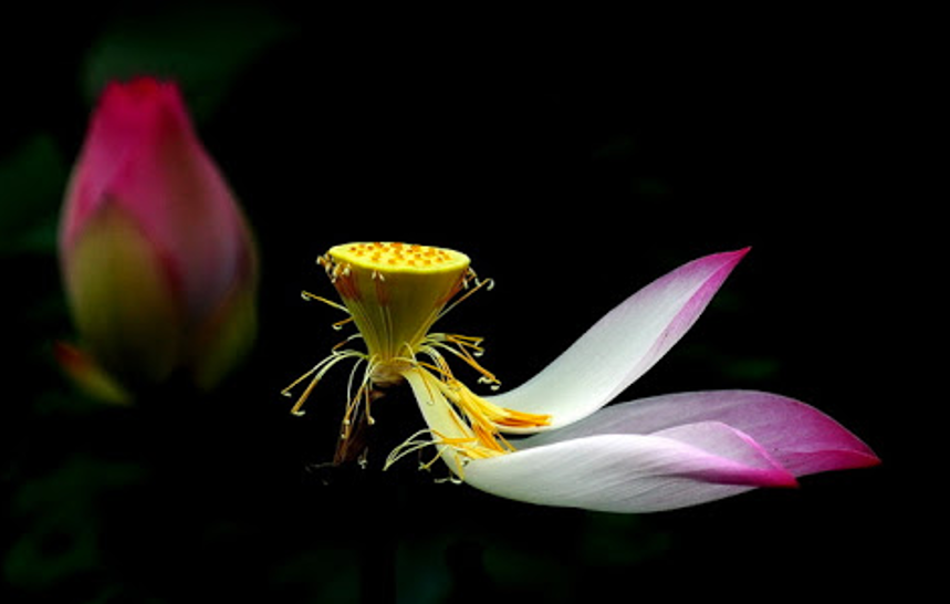 Đời người dài bao lâu