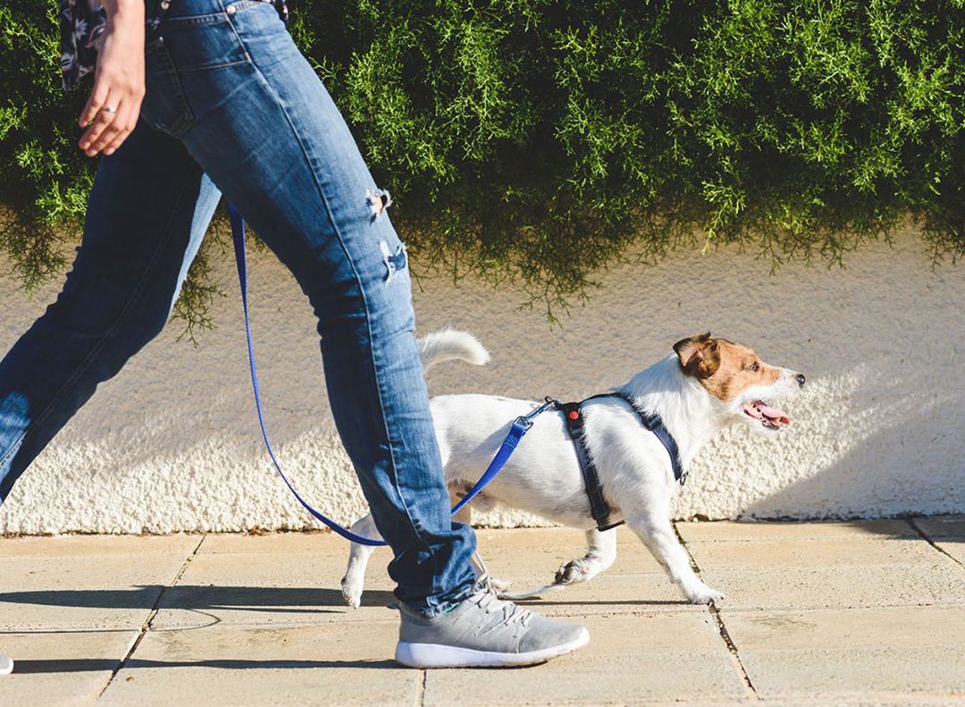 Những lợi ích bất ngờ của việc đi bộ chỉ 20 phút mỗi ngày