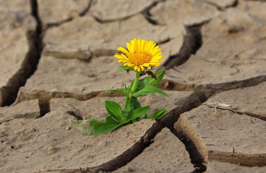 Sống không chỉ là tồn tại