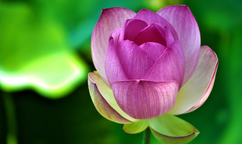 Để tiếng thơm cho con cháu