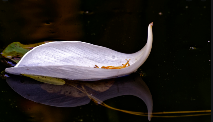 Câu chuyện cuộc sống thú vị về chuột nhà và chuột đồng