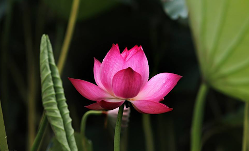 Gặp khó khăn không có nghĩa là bạn đang thất bại