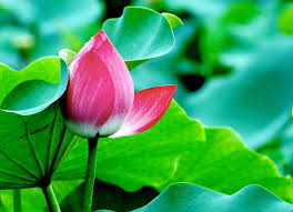 Đừng chọn vẻ bề ngoài, vì bạn không biết bên trong cái bề ngoài đó là gì