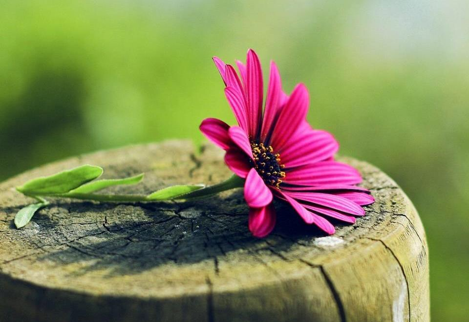  Ý nghĩa câu nói thường ngày của nhà Phật: "Vạn sự tùy duyên'