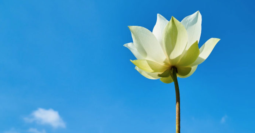 Thà giả ngốc chứ đừng tự cho mình thông minh