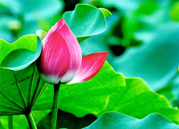 Tự lượng sức mình