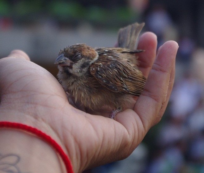 Sát sinh thì yểu mạng