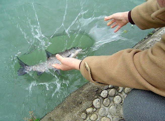  Hạnh lành phóng sinh